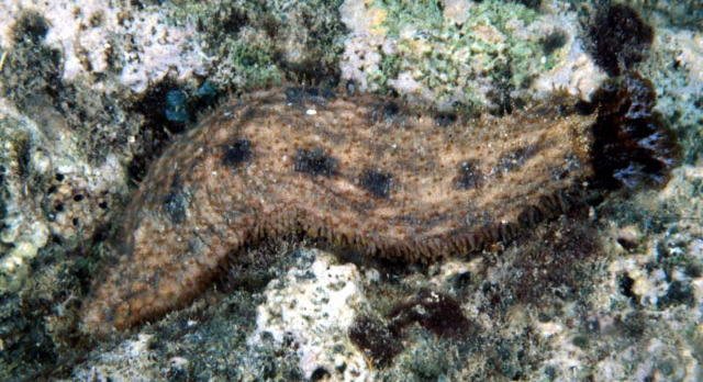 Holothuria cinerascens